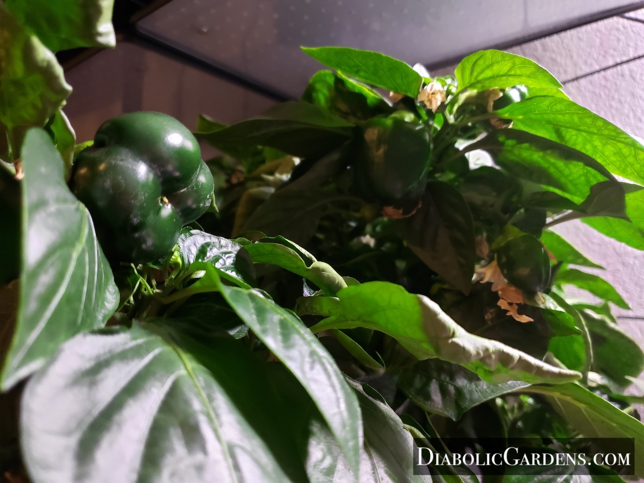 Bell peppers