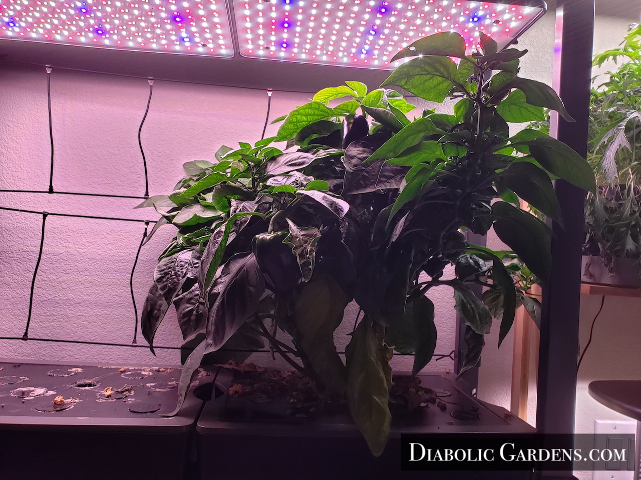 Mini Bell Pepper plant