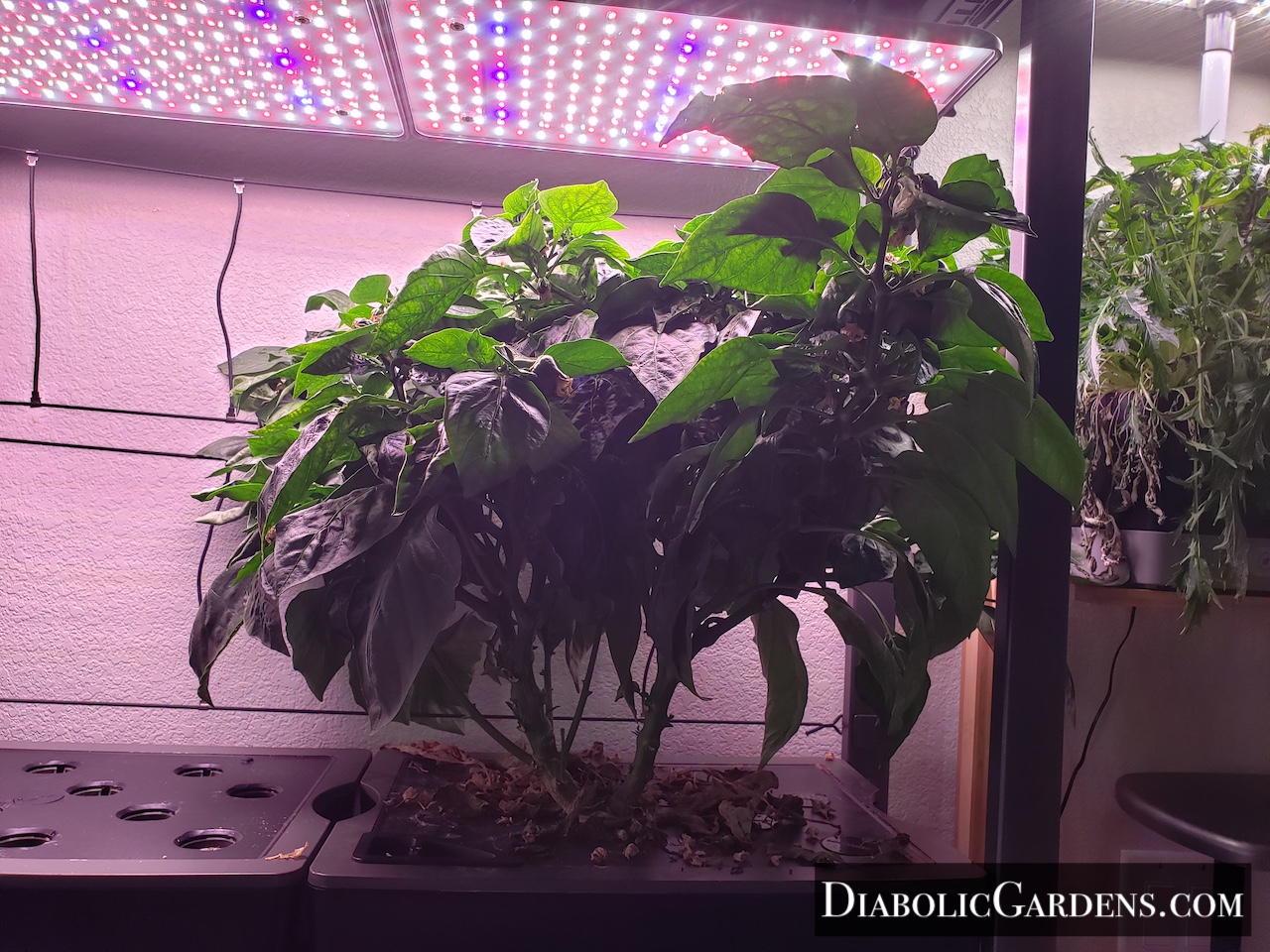 Mini Bell Pepper plant