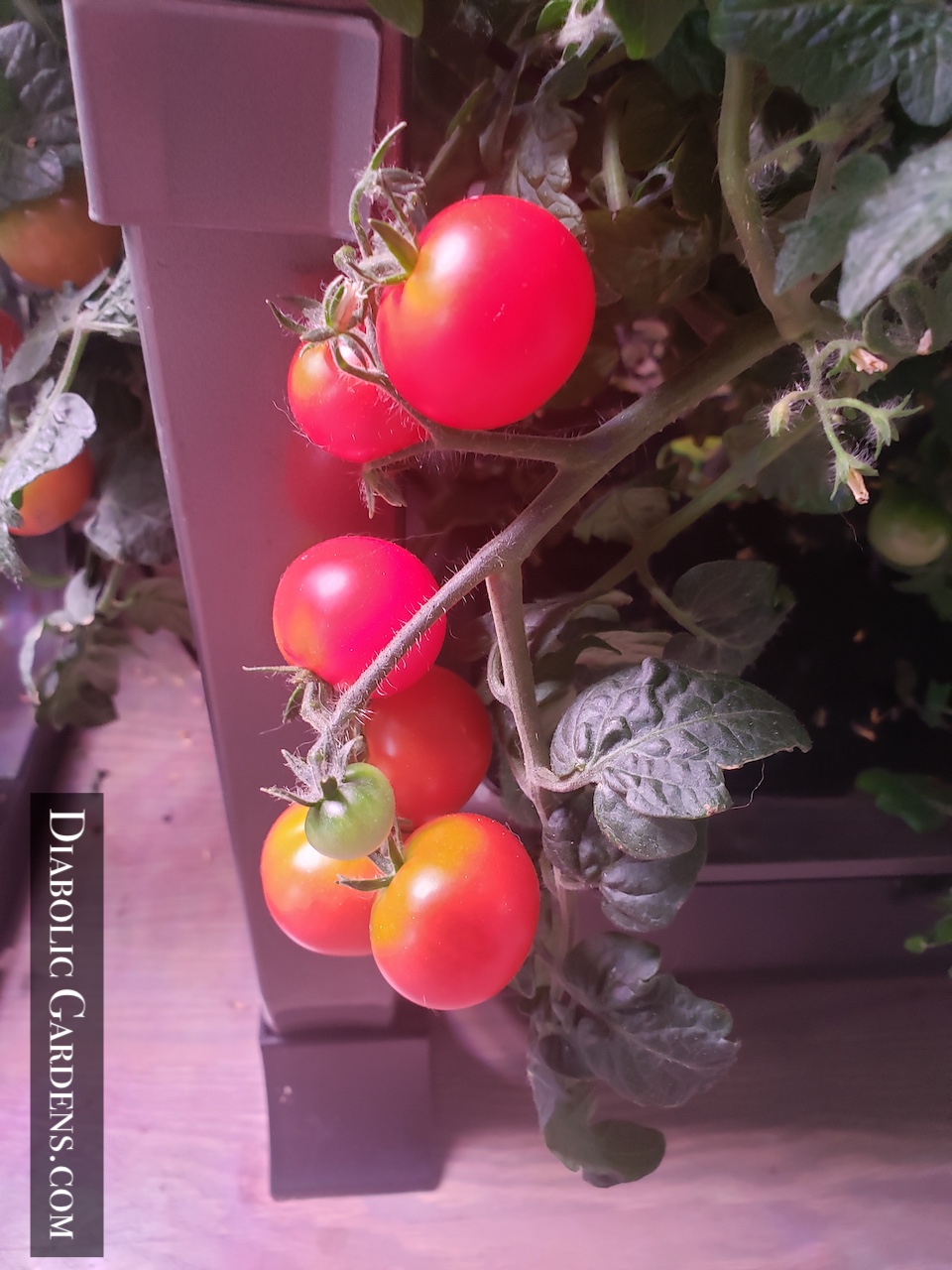 Cherry tomato closeup