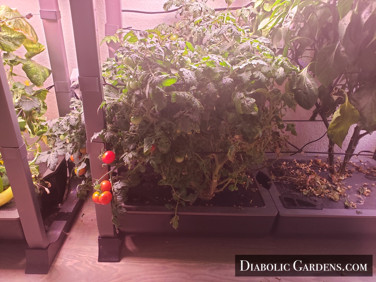 Cherry tomato plant in hydroponic garden