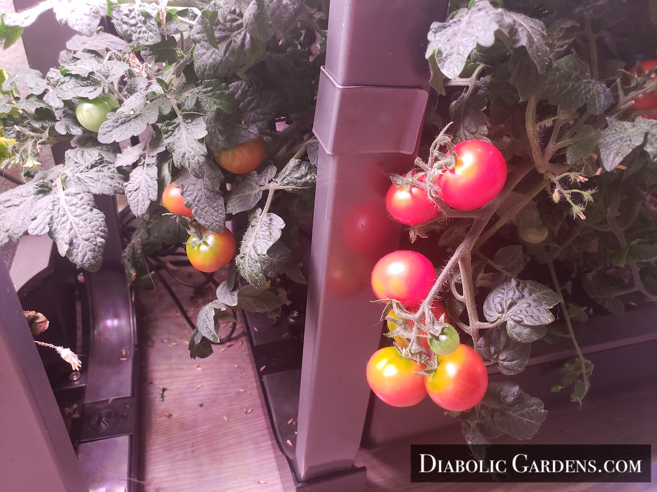 Cherry tomato