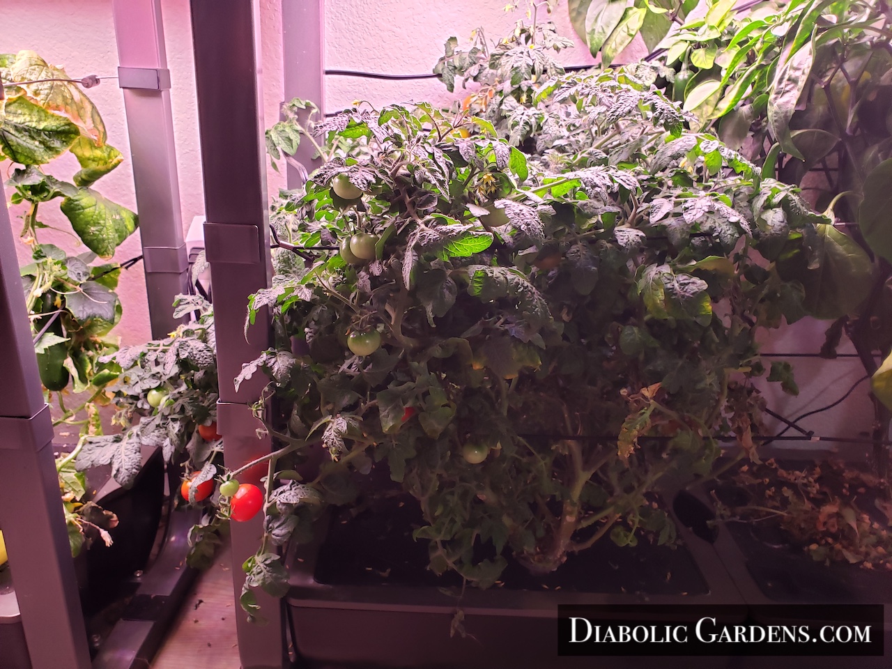 Cherry tomato plant