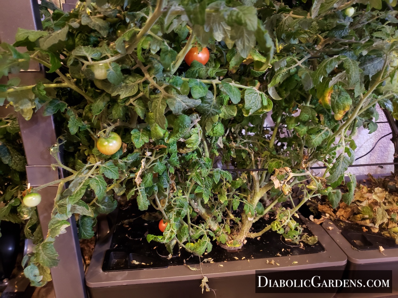 Cherry tomato plant