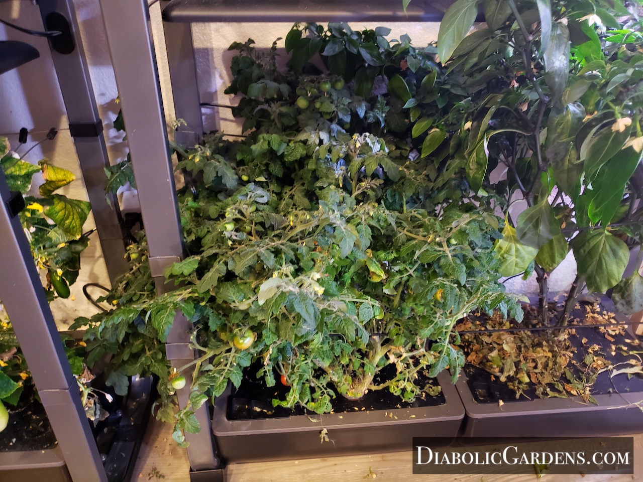 Cherry tomato plant
