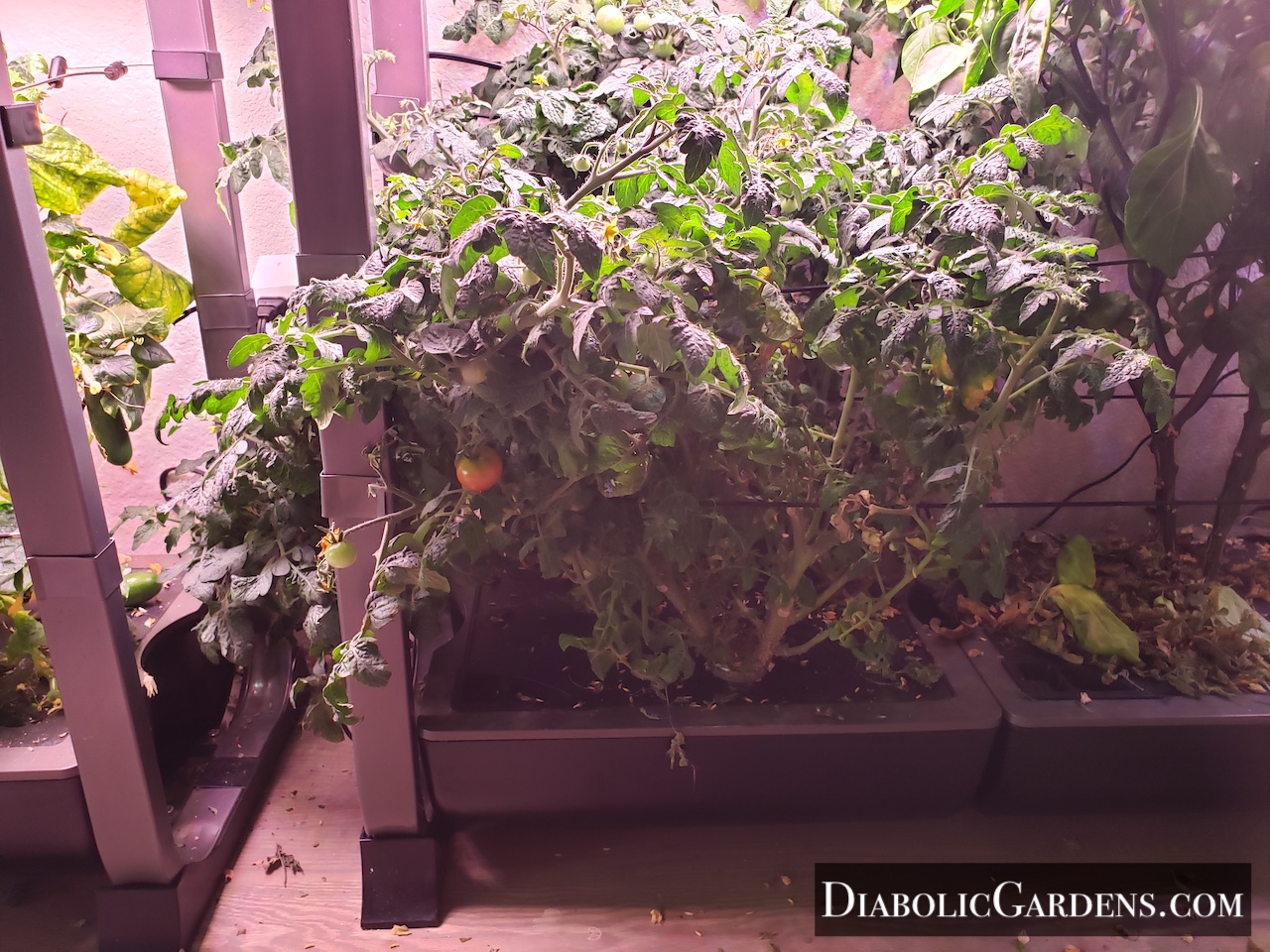 Cherry Tomato plant