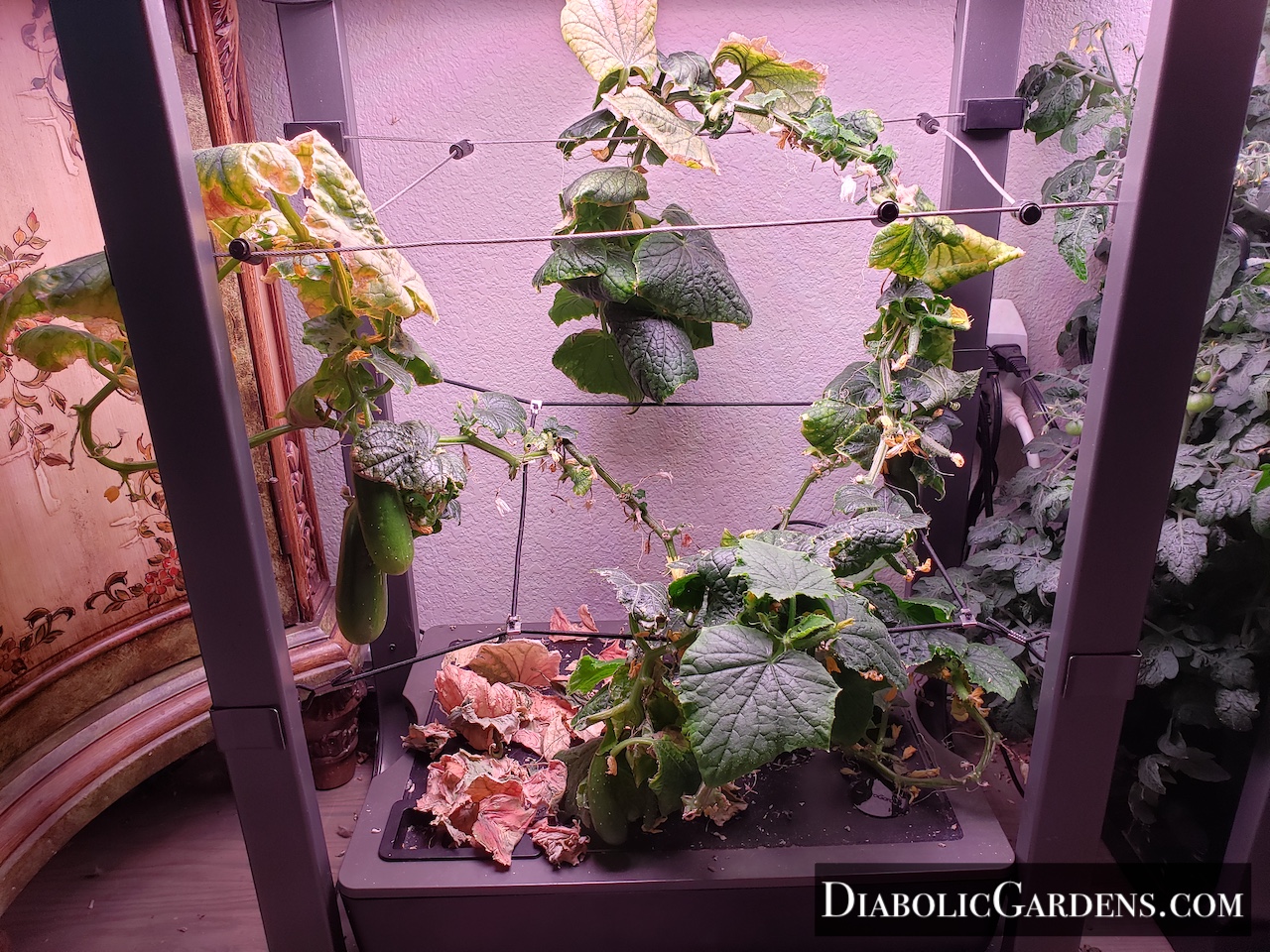 Mini Cucumber plant (looking rough)