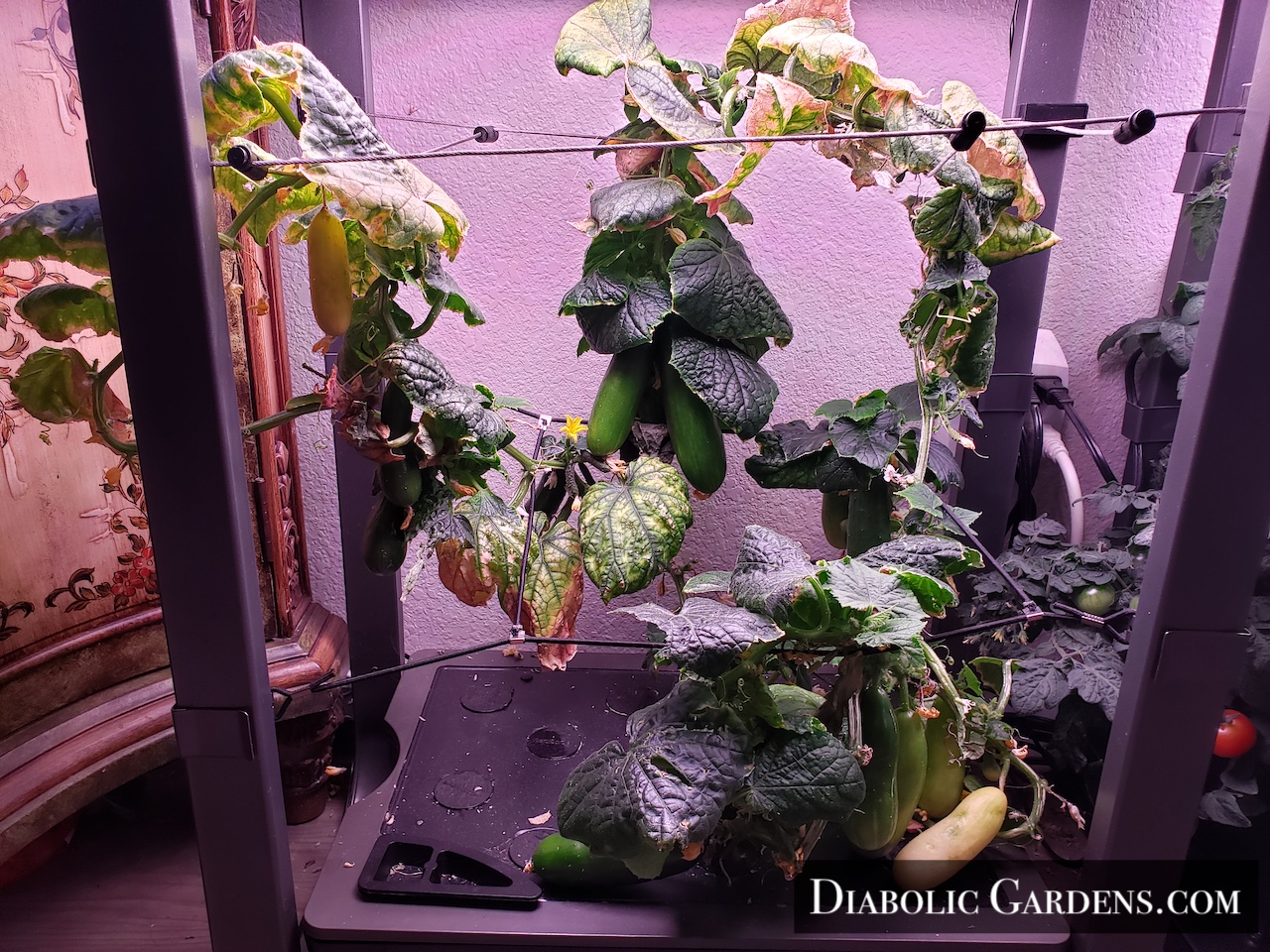 Cucumbers not looking so good