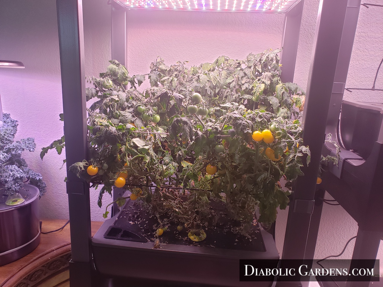 Golden Harvest Cherry Tomato plant in hydroponic garden