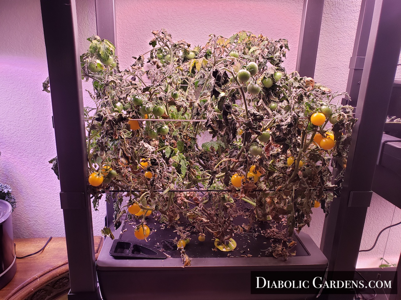 Golden Harvest Cherry Tomato plant in hydroponic garden