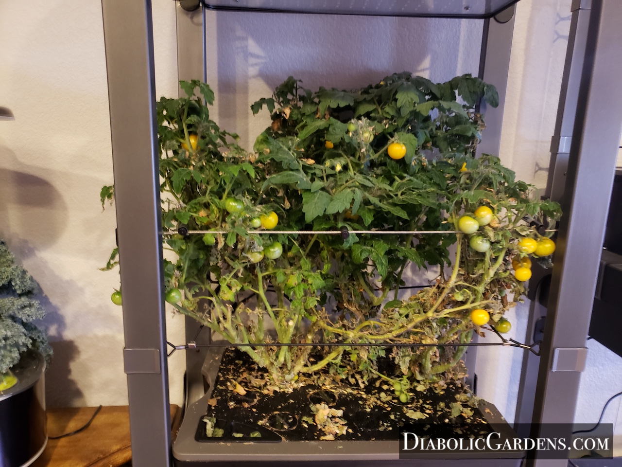 Golden Harvest Cherry Tomato in hydroponic garden