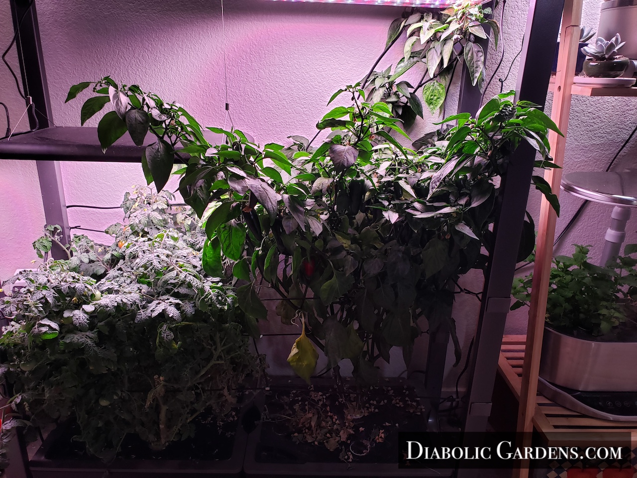 jalapeno pepper plant