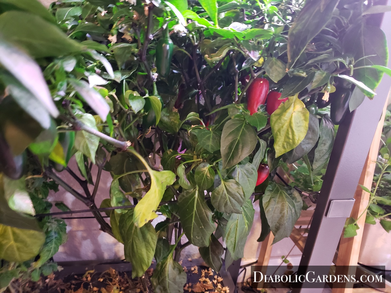 Jalapeno plant