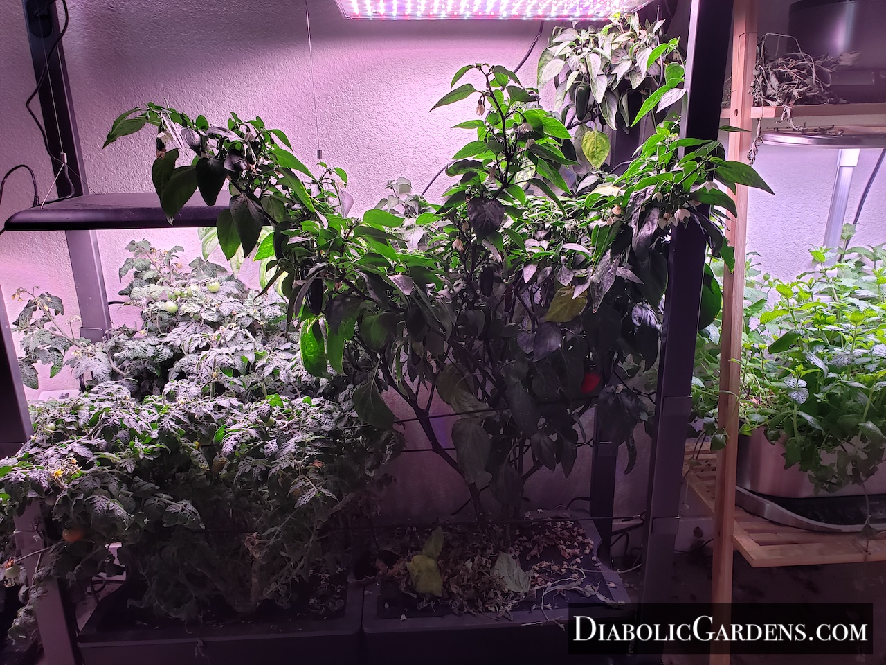 Jalapeno plant
