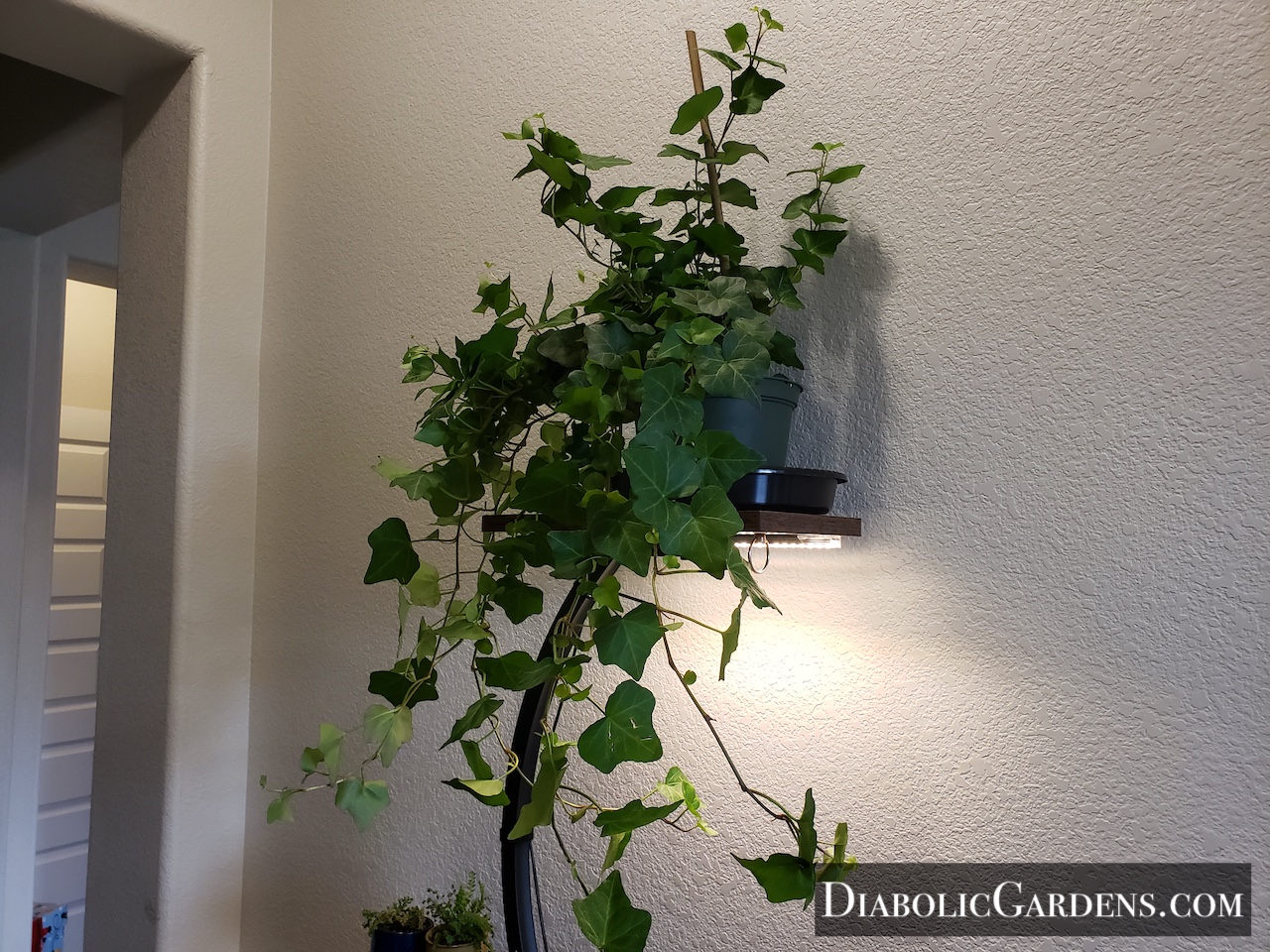 English Ivy
