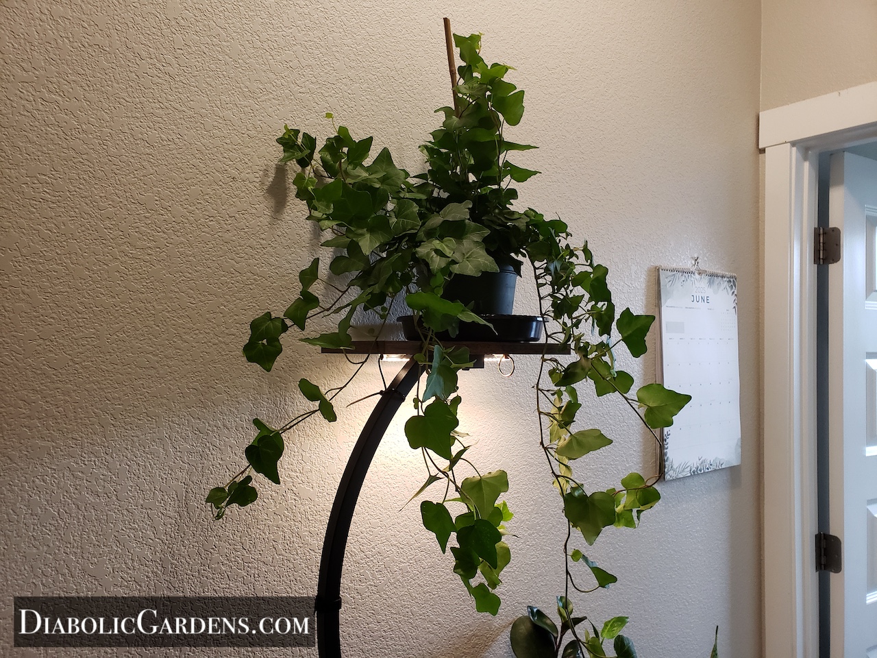 English Ivy