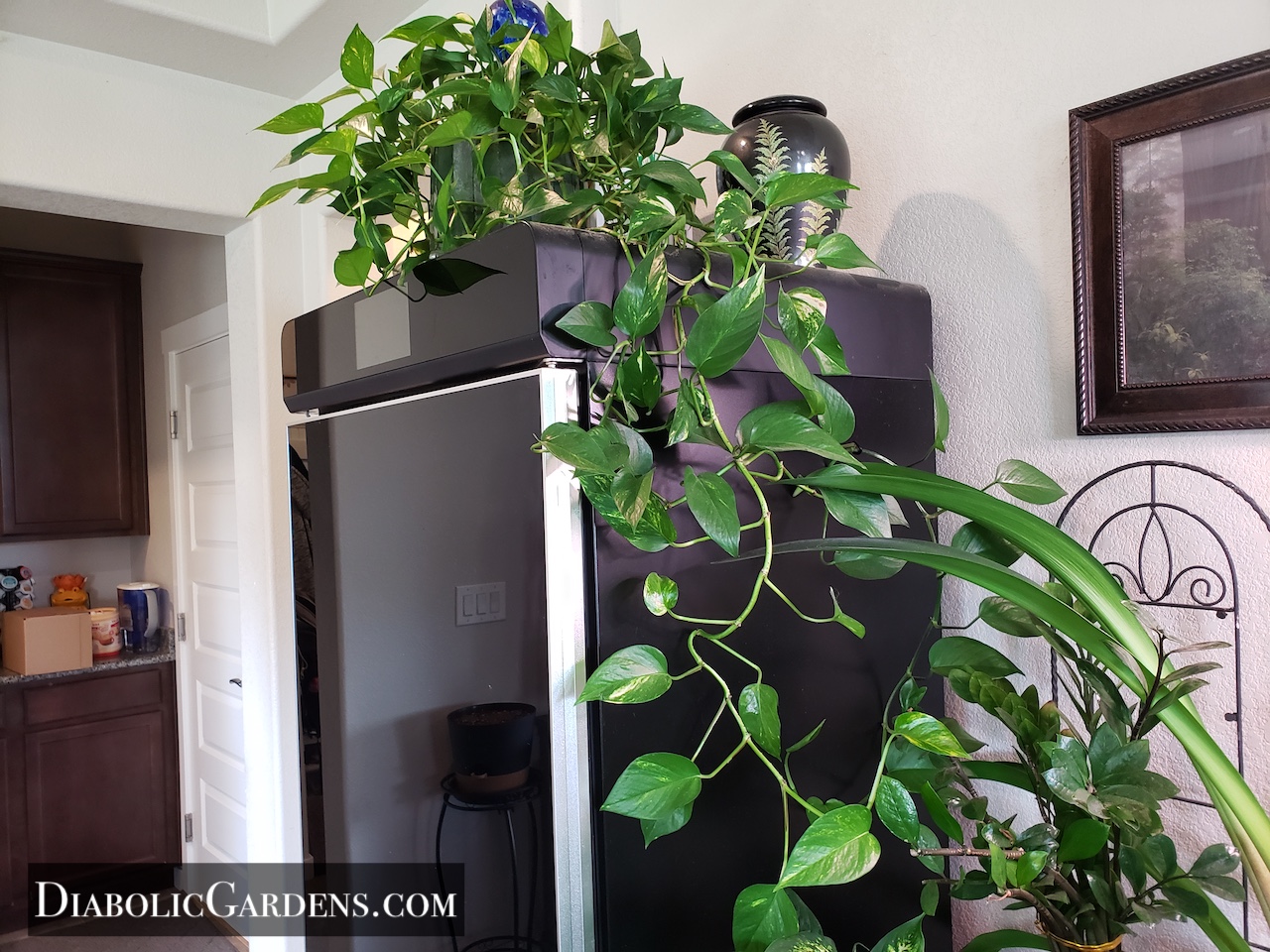 Golden Pothos