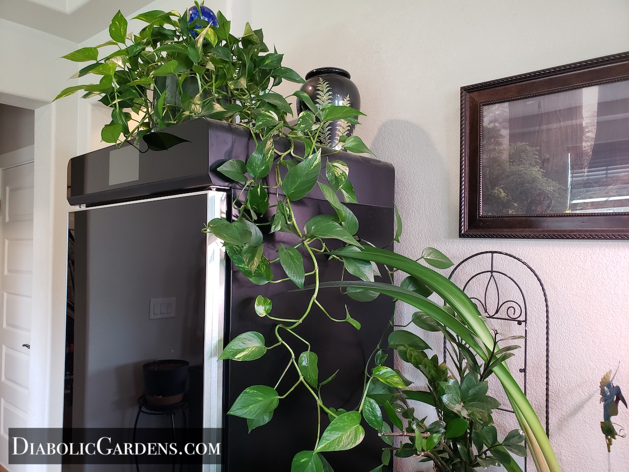 Golden Pothos