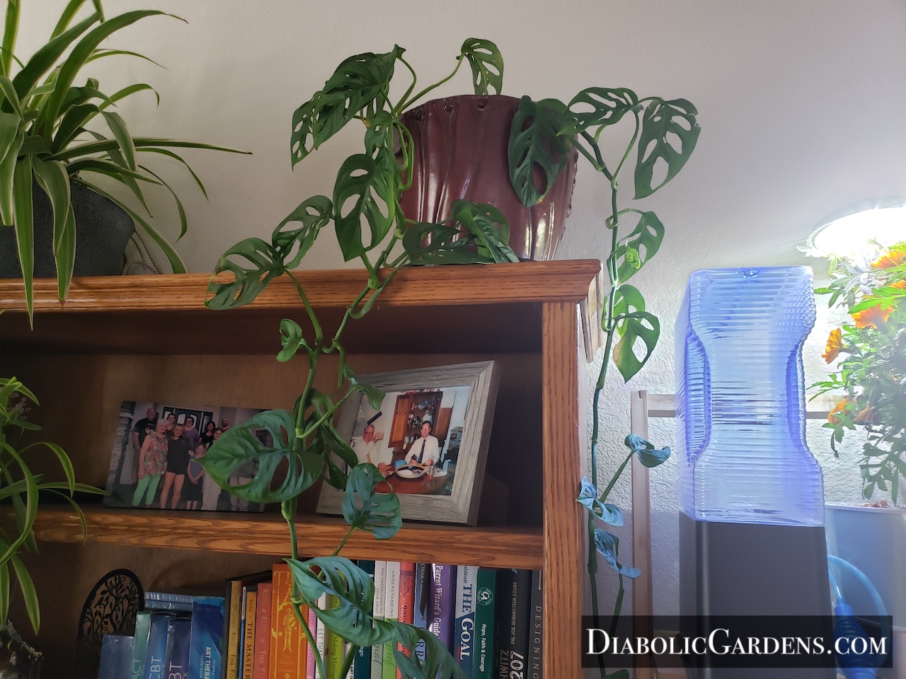 Monstera