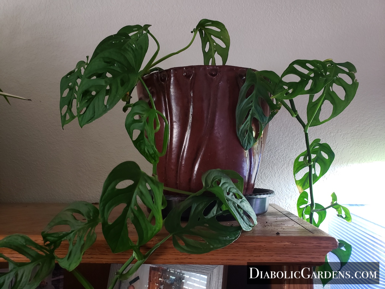Monstera