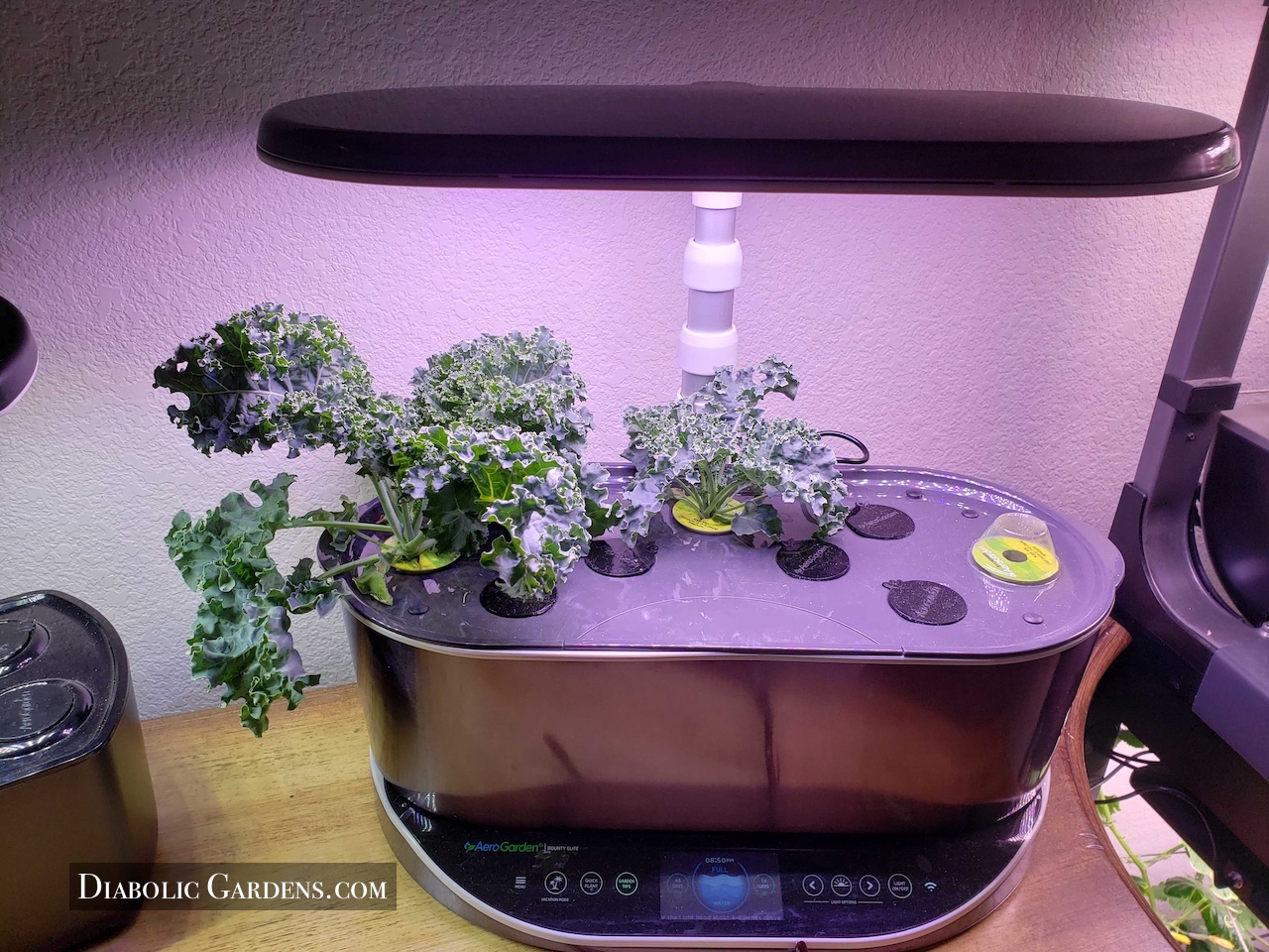 bounty indiana kale