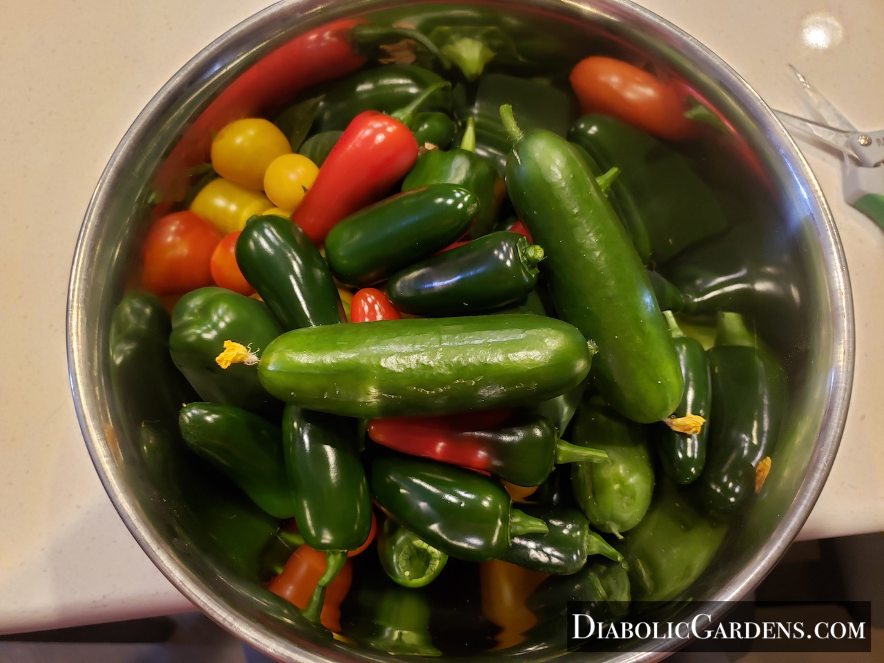 Vegetable harvest