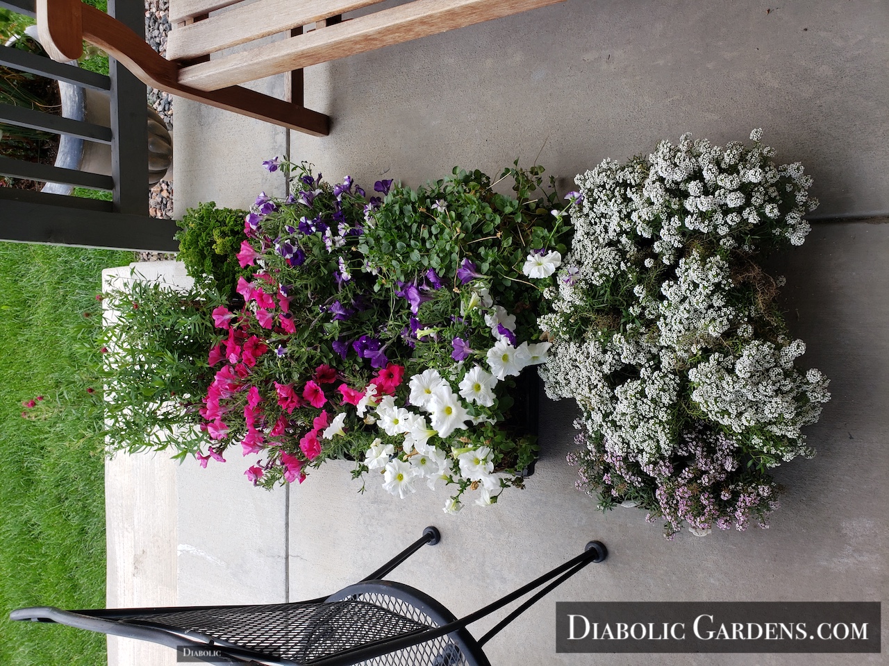 Butterfly garden annuals