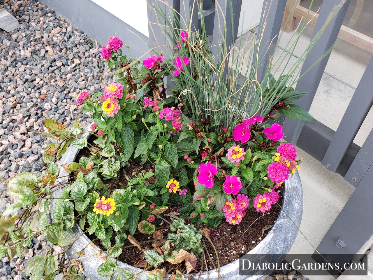 Potted Plants