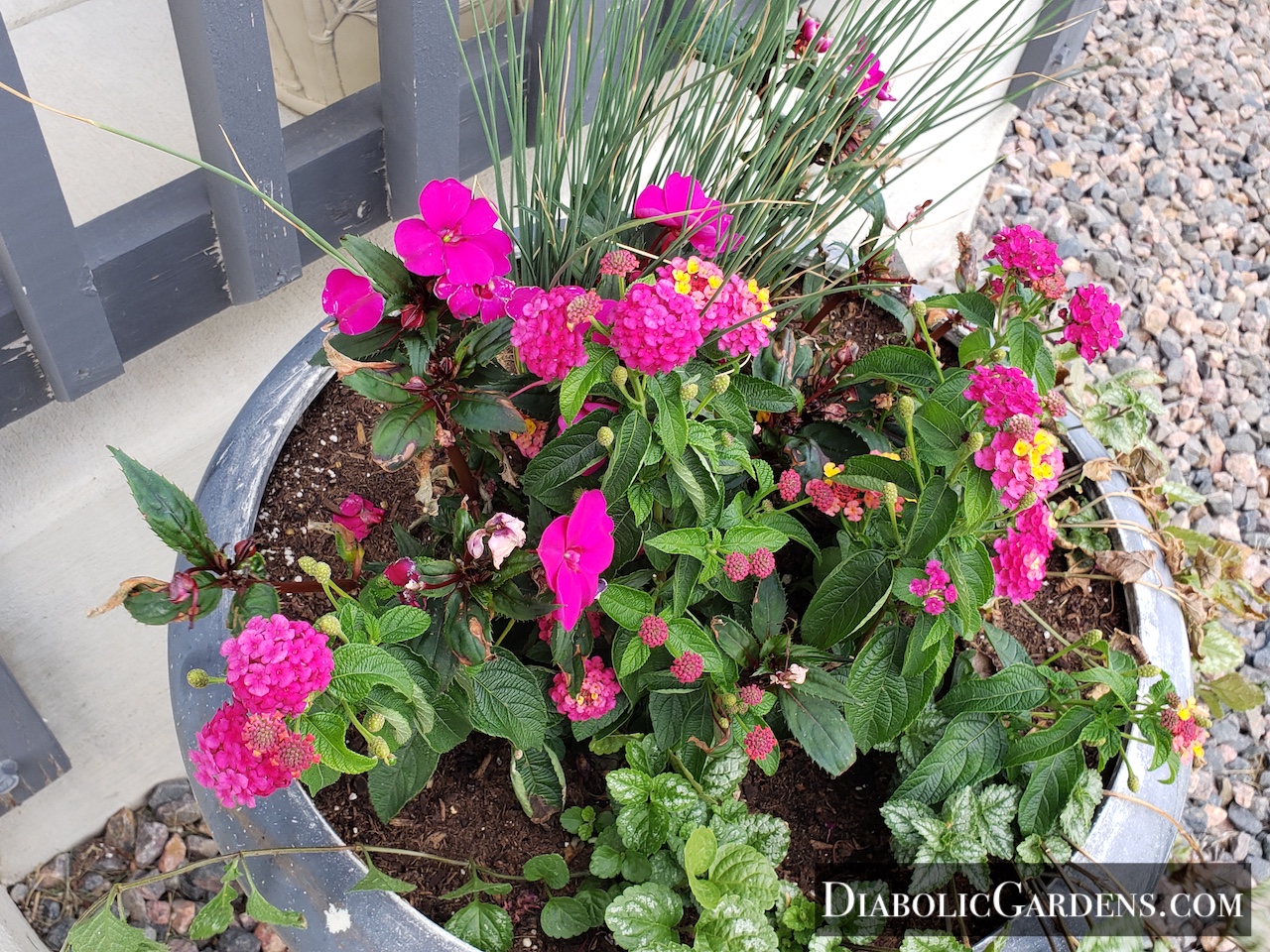 Back porch potted plant