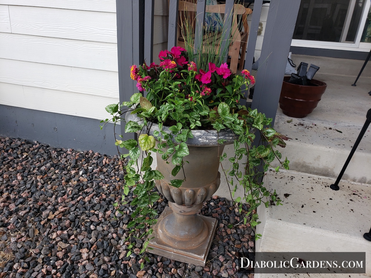 Potted plant