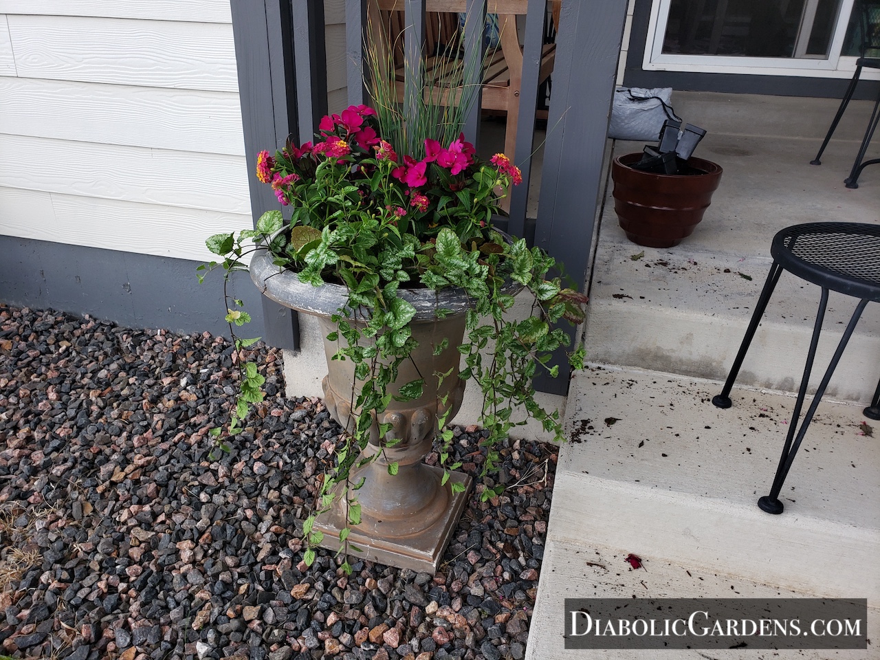 Potted plant