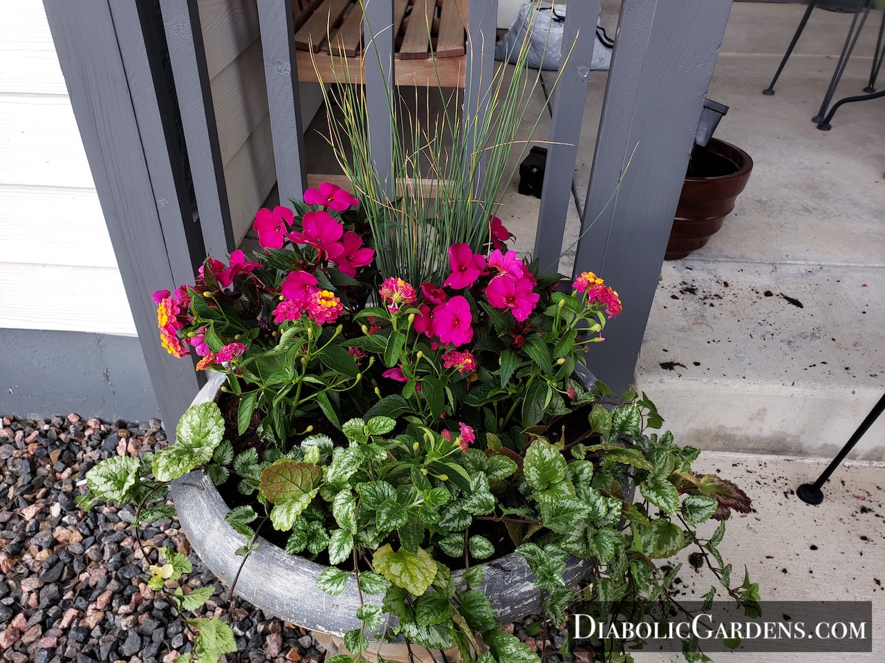 Potted plant