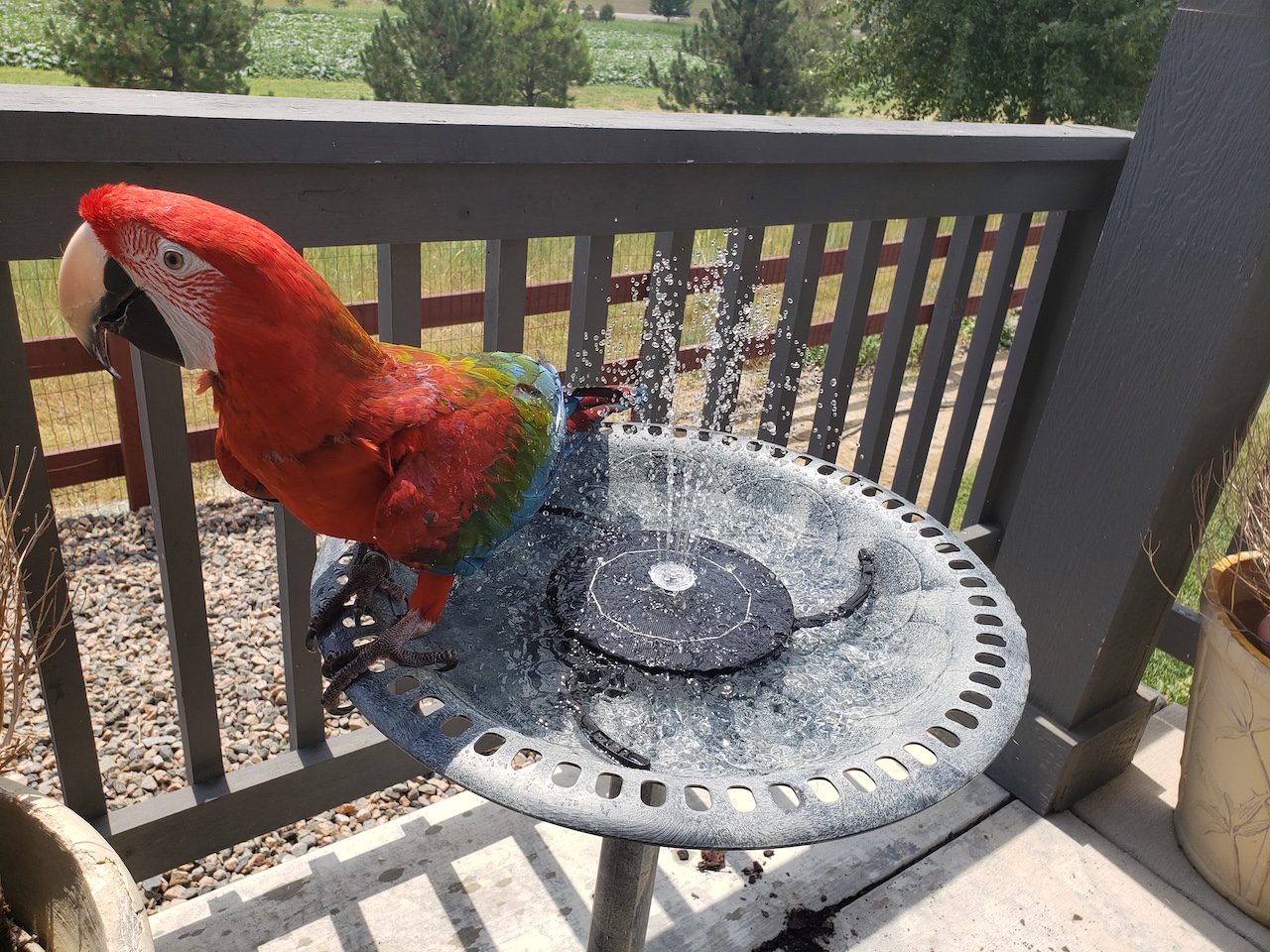 Athena in the water fountain