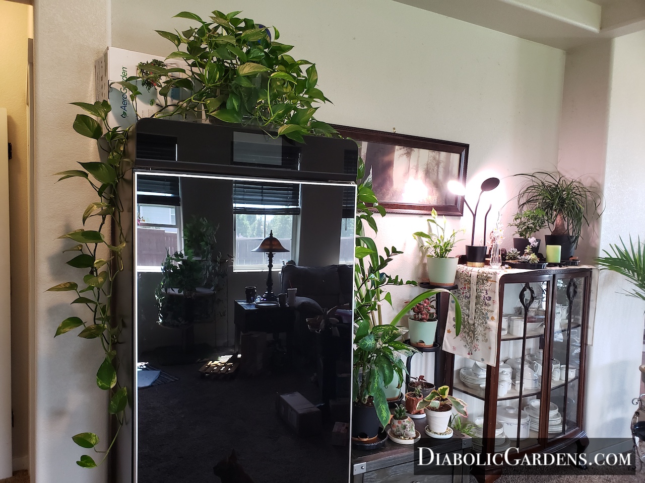 Houseplants display