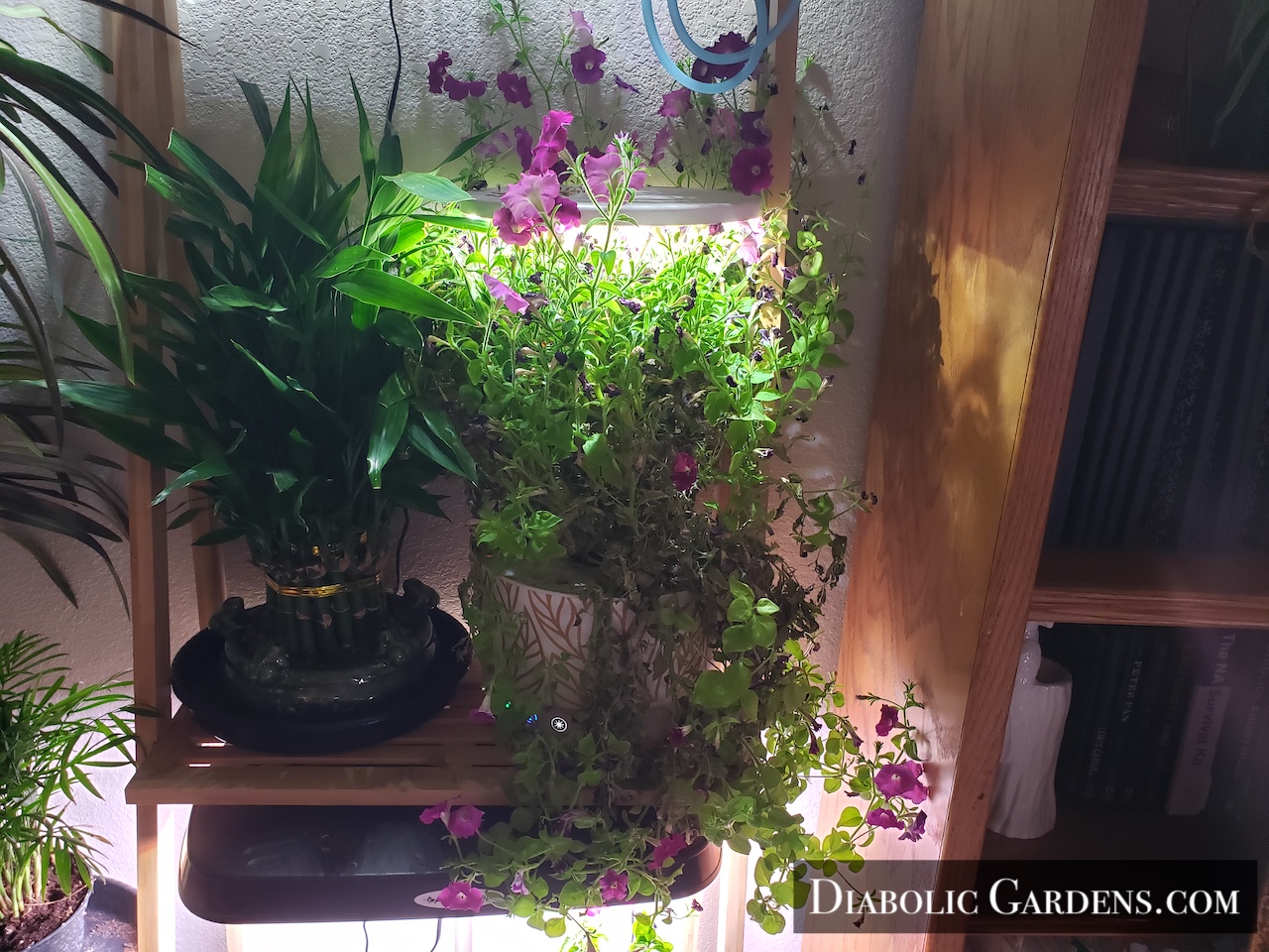 Lucky Bamboo and Mini Petunia