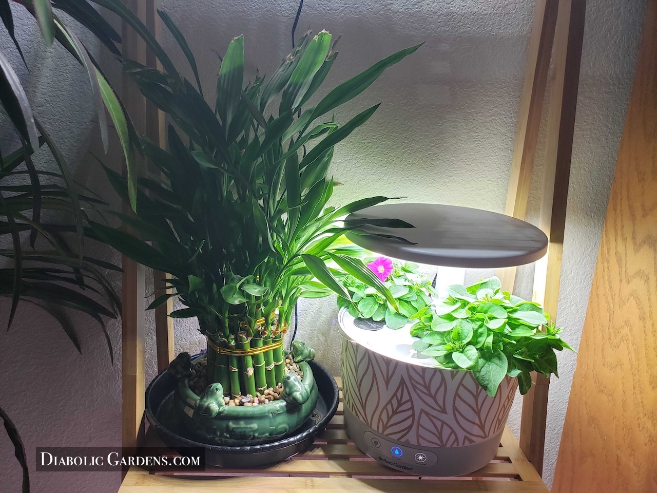 office shelf 1 middle with mini petunias and lucky bamboo